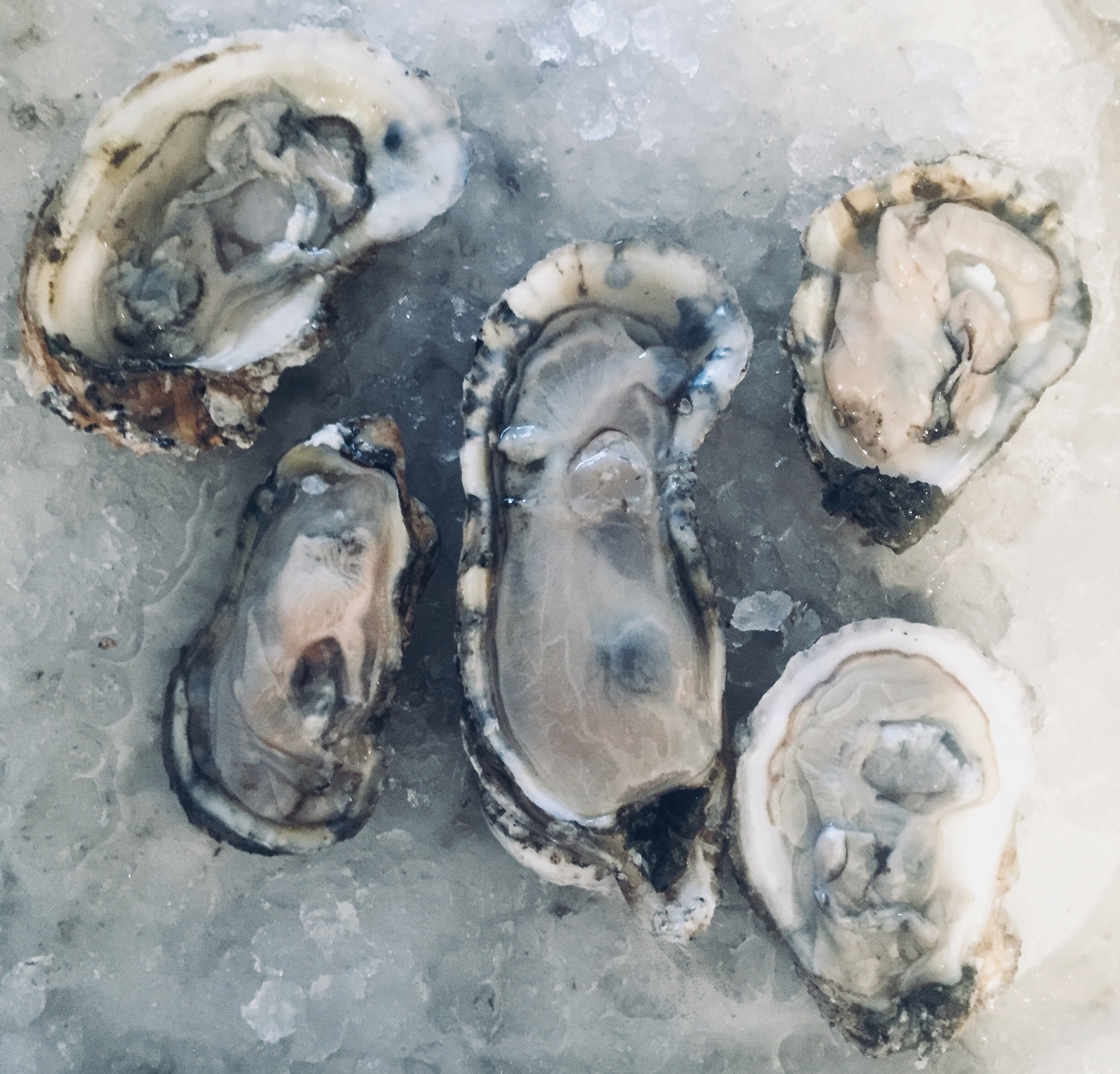 Oysters for Nutrition and Perspective